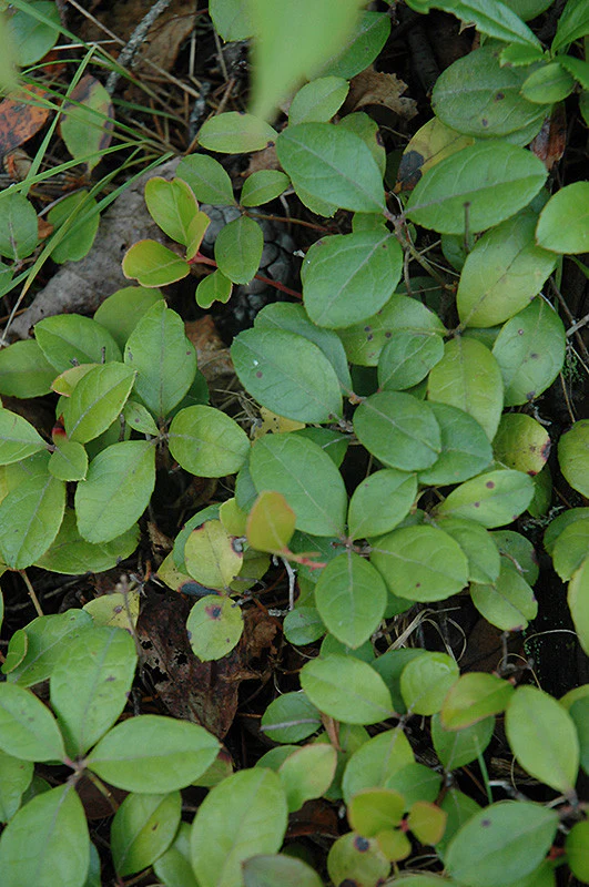 Creeping Wintergreen - Image 2
