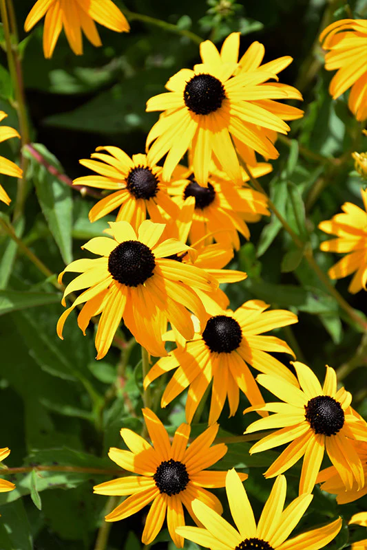 Goldsturm Rudbeckia