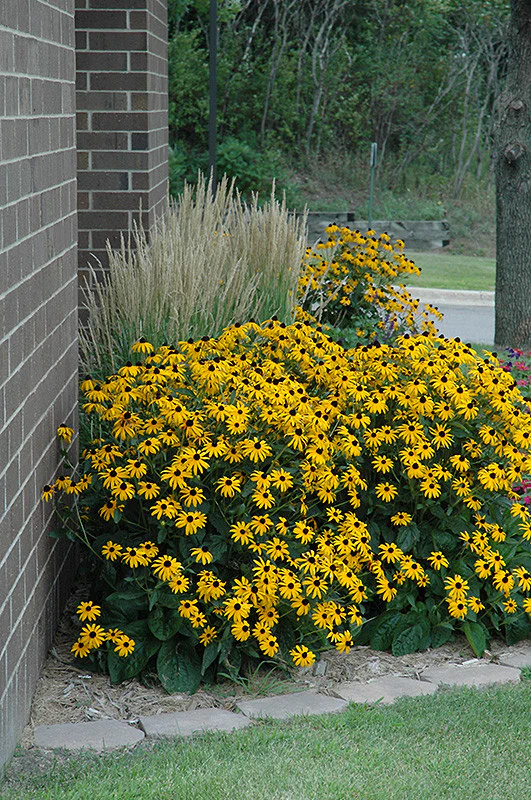 Goldsturm Rudbeckia - Image 2