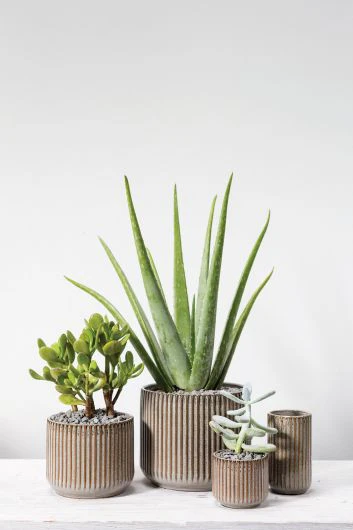 Habitat Pot 5.25"x 4.25" - Image 2