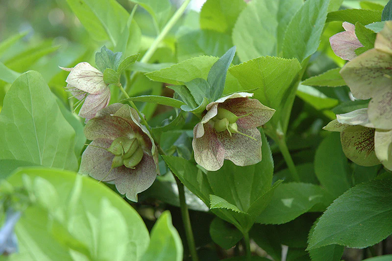Oriental Hellebore - Image 2