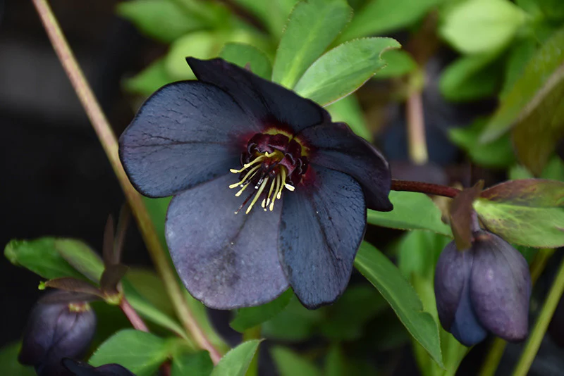 Helleborus WJ Black Diamonds