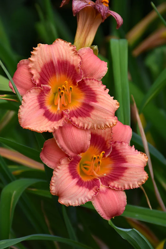 Strawberry Candy Daylily