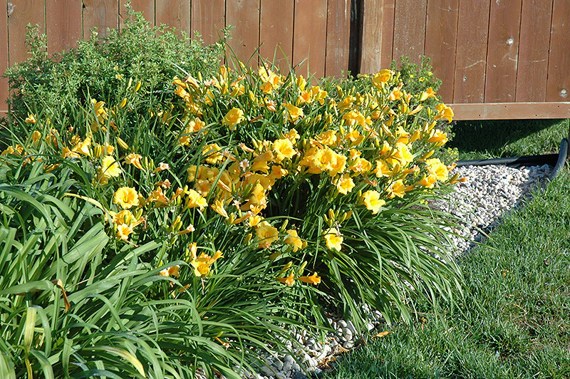 Stella de Oro Daylily - Image 2