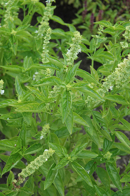 Sweet Italian Basil