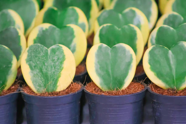 Hoya Kerri Variegated
