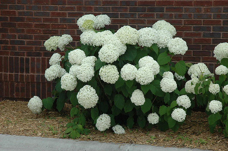 Incrediball® Hydrangea - Image 3