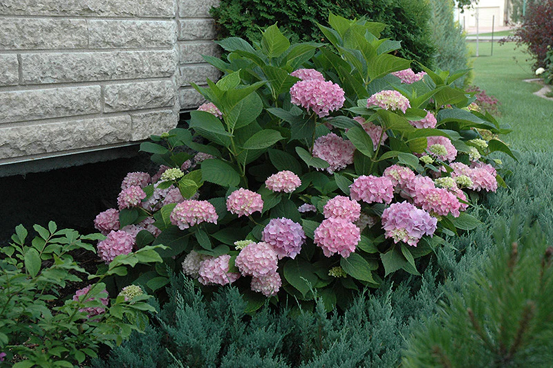 Endless Summer® Hydrangea - Image 3