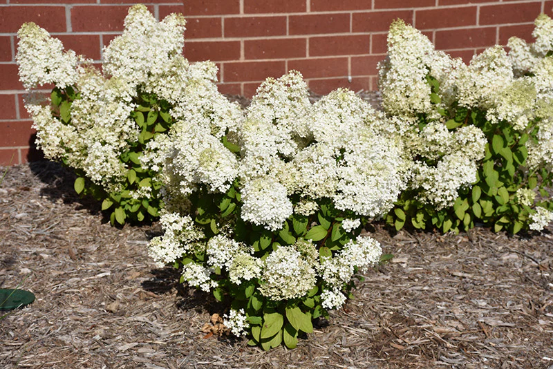 Bobo® Hydrangea - Image 3