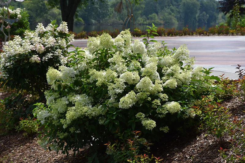 Little Lime® Hydrangea - Image 3