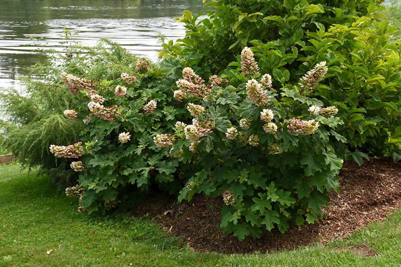 Ruby Slippers Hydrangea - Image 2