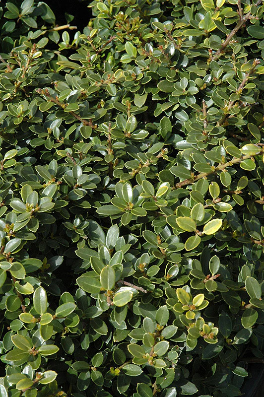 Helleri Japanese Holly