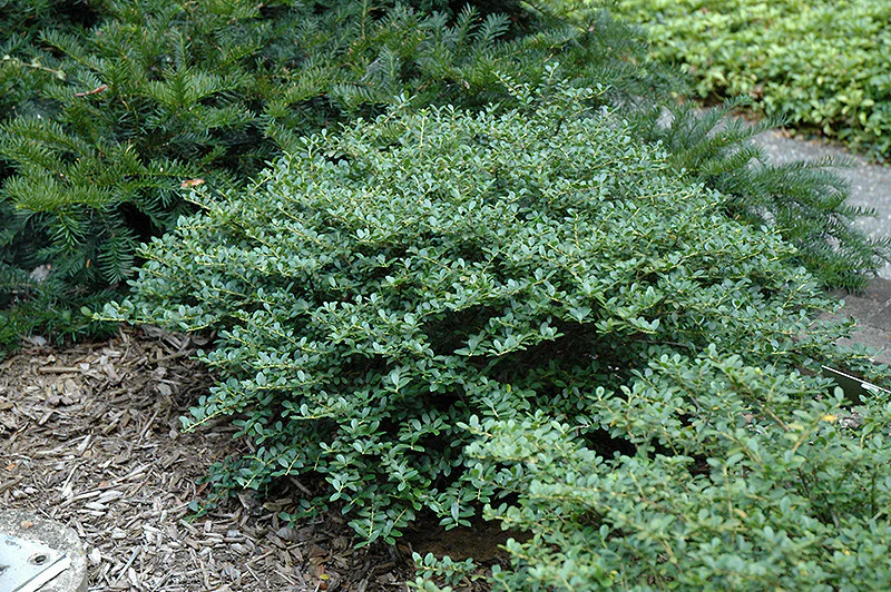 Helleri Japanese Holly - Image 2