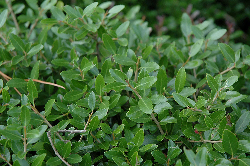 Bordeaux® Yaupon Holly - Image 2