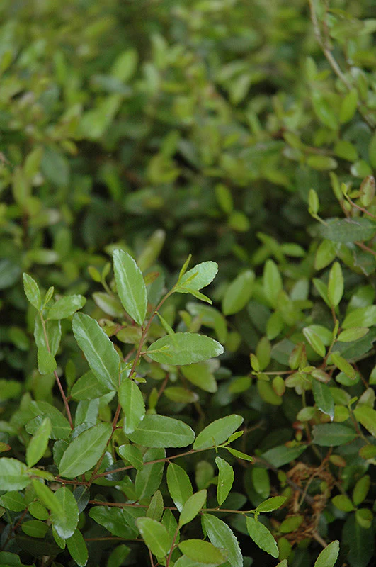 Schilling's Dwarf Yaupon Holly - Image 2