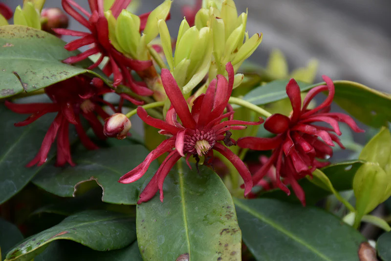 Miss Scarlett® Illicium