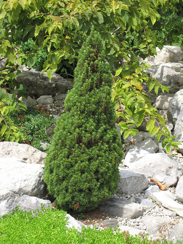 Jean's Dilly Spruce