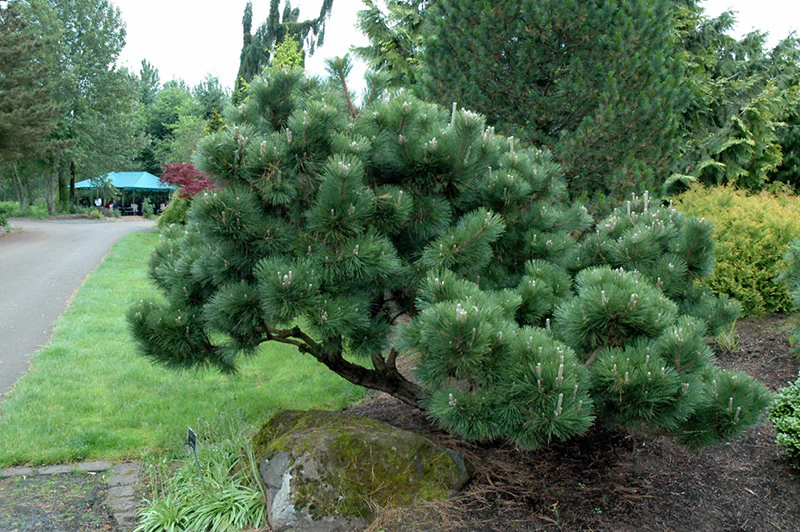 Thunderhead Japanese Black Pine - Image 2