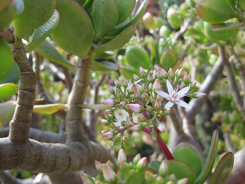 Jade Plant - Image 2