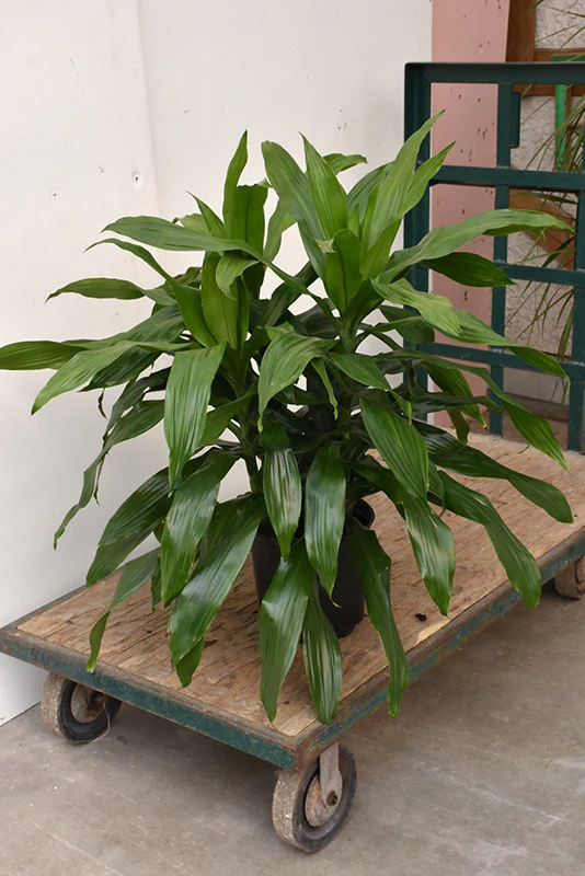 Janet Craig Dracaena