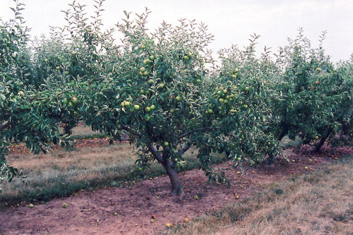 Jonagold Apple - Image 3