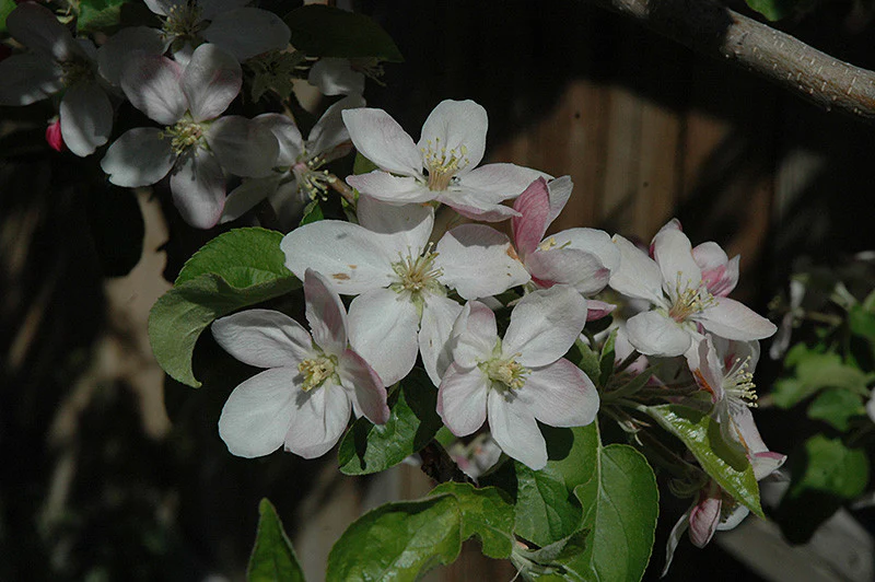 Jonathon Apple - Image 3