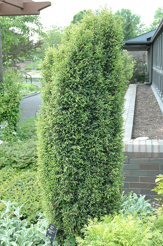 Gold Cone Juniper