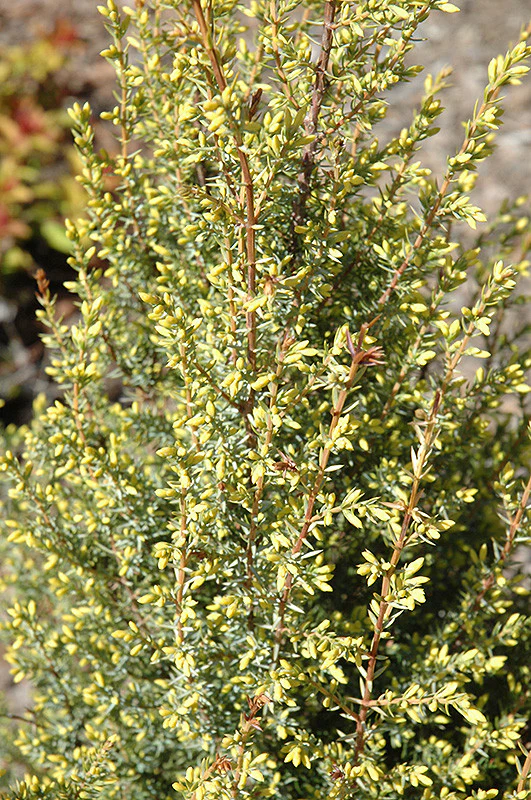 Gold Cone Juniper - Image 2