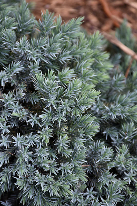 Blue Star Juniper - Image 2