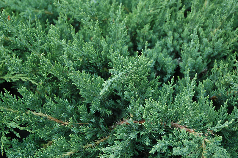 Parson's Juniper