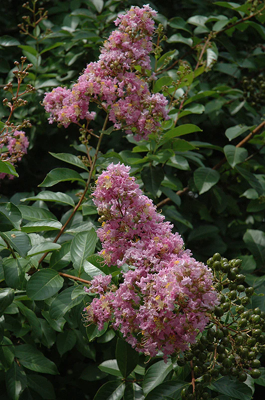 Muskogee Crapemyrtle