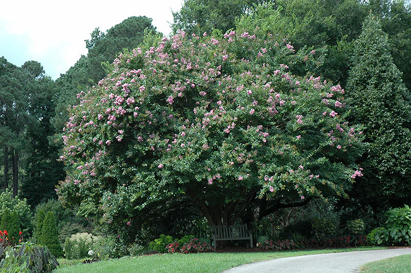 Muskogee Crapemyrtle - Image 2