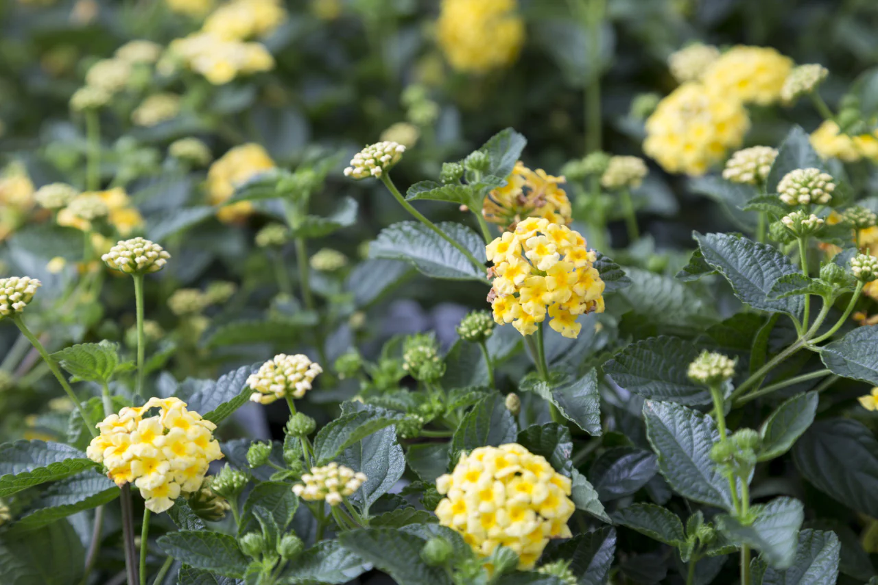 Lantana Chapel Hill Yellow