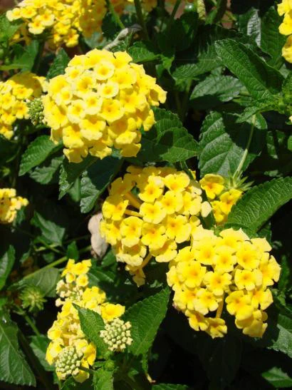 Lantana Chapel Hill Yellow - Image 2