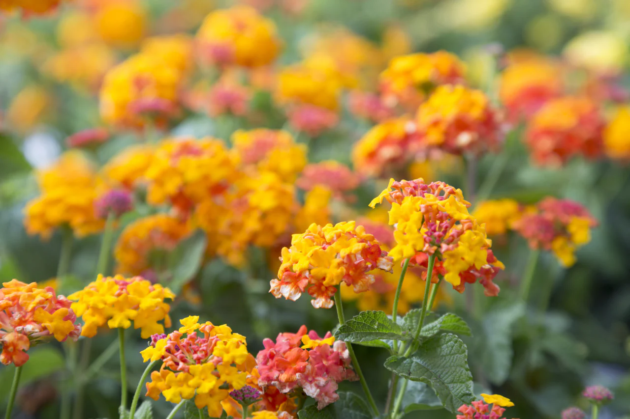 Lantana Miss Huff - Image 2