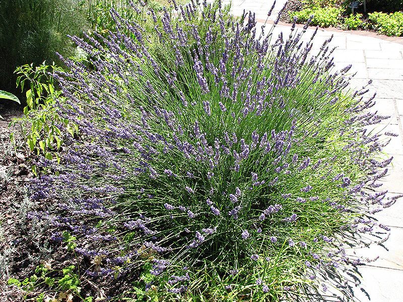 Grosso Lavender - Image 2