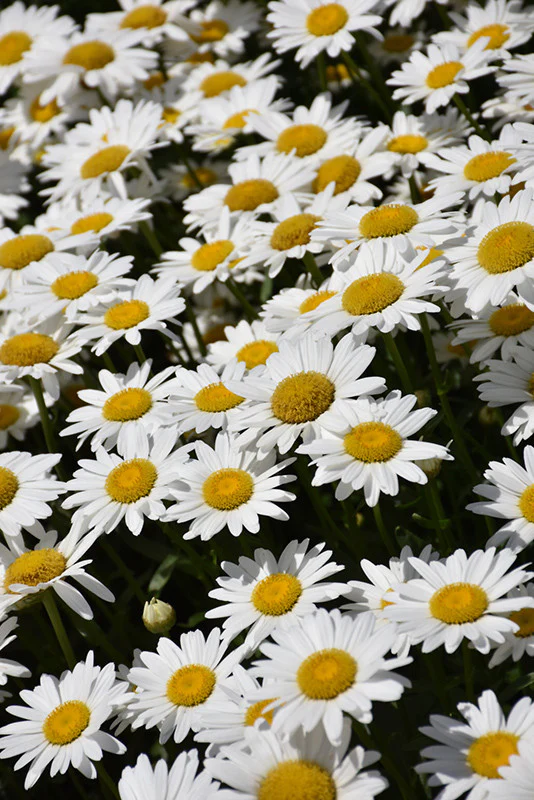 Becky Shasta Daisy