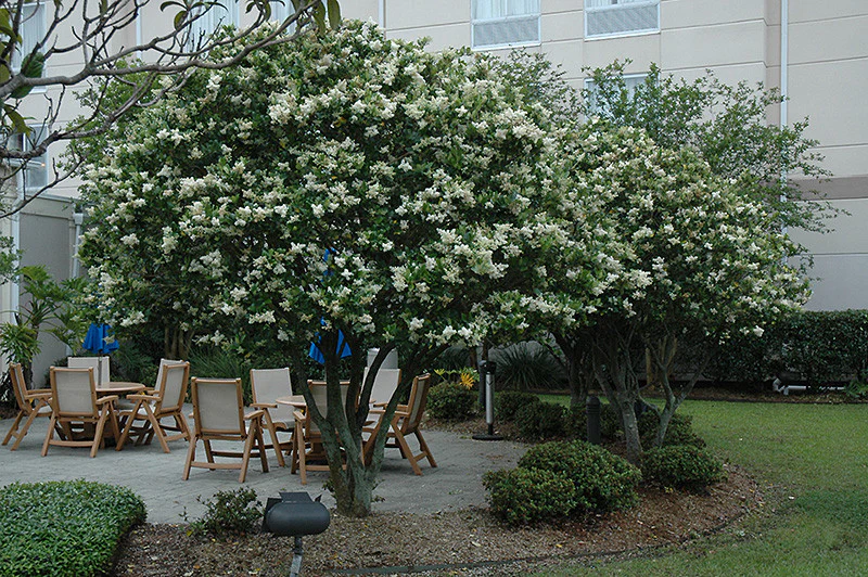 Japanese Privet