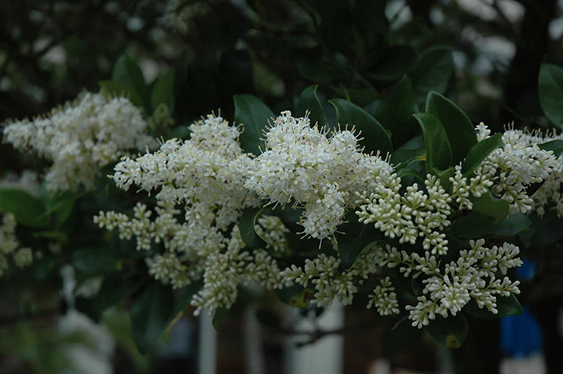 Japanese Privet - Image 2