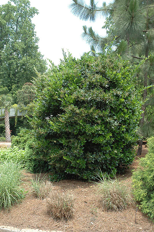 Japanese Privet - Image 3