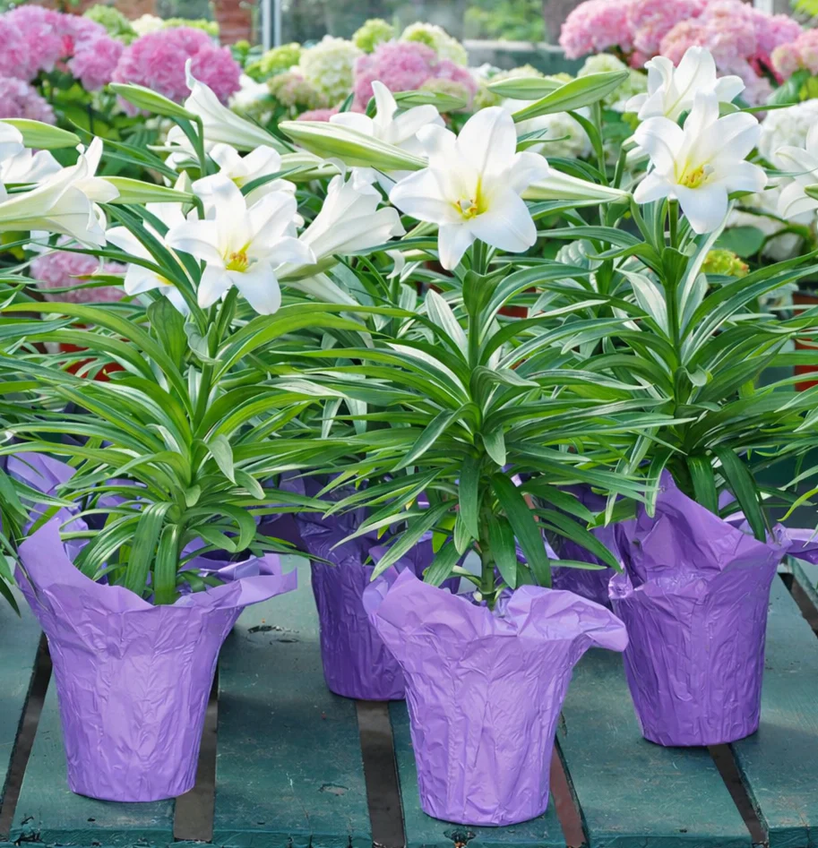 Easter Lily