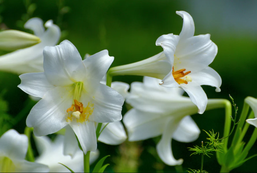 Easter Lily - Image 2