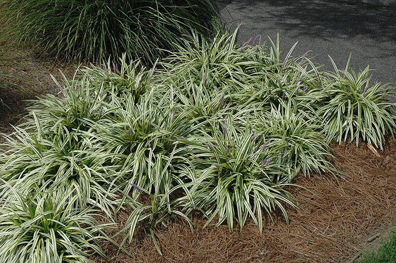 Variegata Lily Turf - Image 2