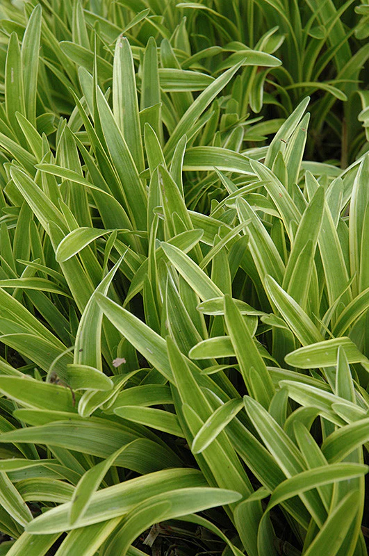 Variegata Lily Turf - Image 3