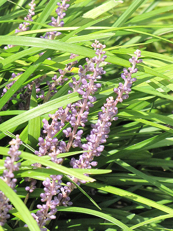 Creeping Liriope