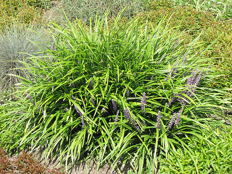 Creeping Liriope - Image 2