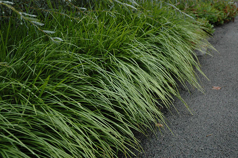 Creeping Liriope - Image 3