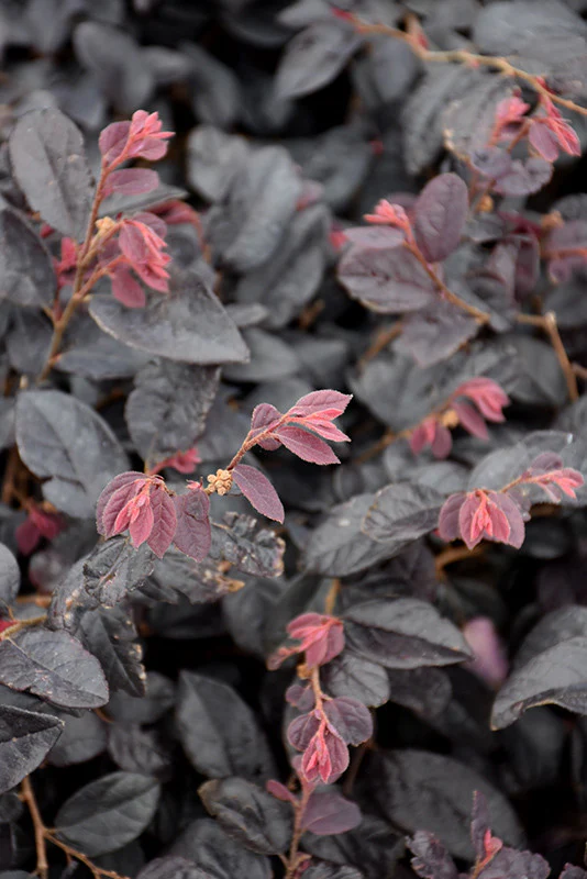 Cherry Blast Loropetalum - Image 2