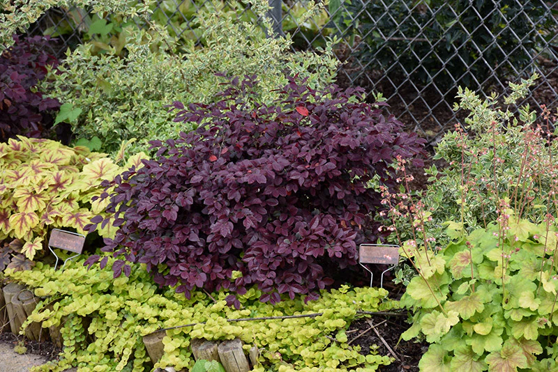 Crimson Fire Chinese Loropetalum - Image 2