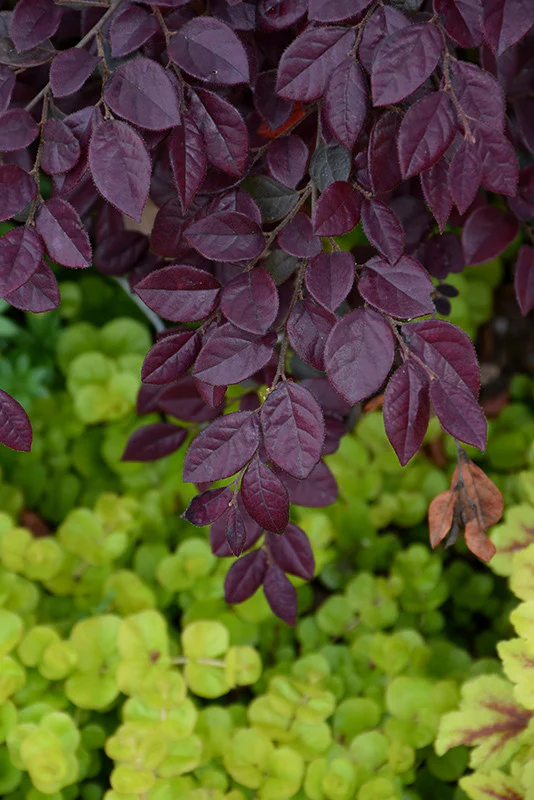 Crimson Fire Chinese Loropetalum - Image 3